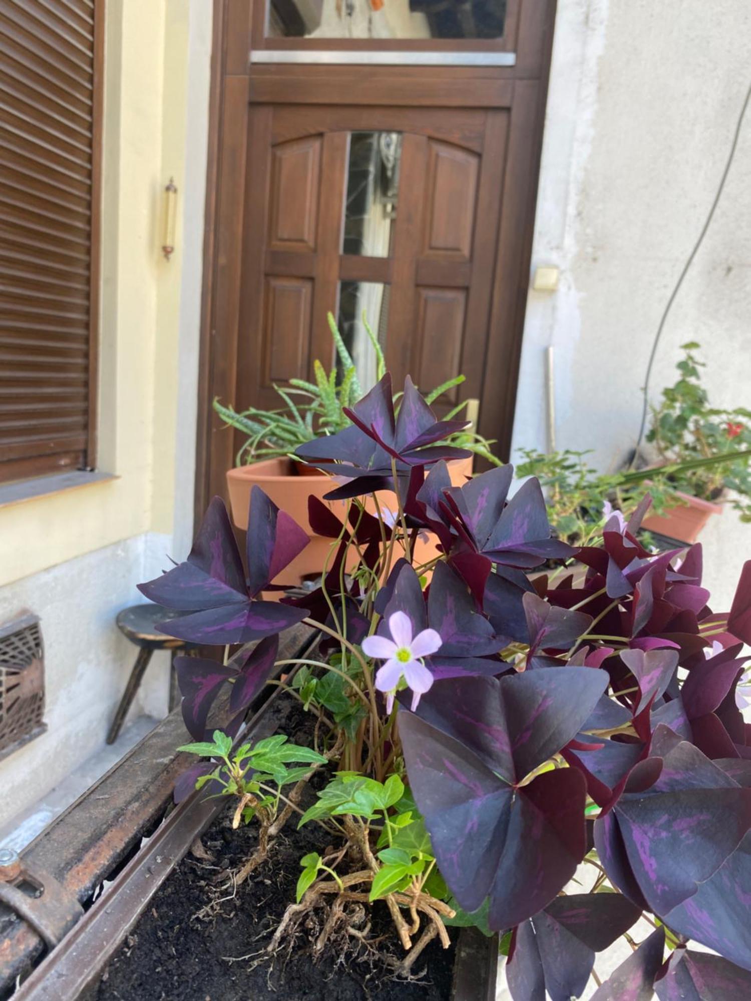 Budapest Oasis One Bedroom For Renting Exterior foto